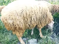 公羊, Sheep — 照片 2