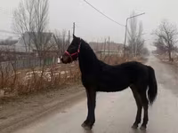 Айғыр, Friesian — 2-сурет