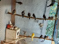 📣 HAZIR TƏSƏRRÜFAT: Premium Quş Kolleksiyası (62 ədəd quş). Bütün — foto 4
