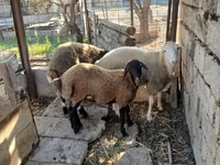 Oveja, Ovejas — foto 3
