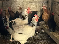 Chickens — Foto 3
