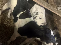 Bulle, Russian Black pied cattle — Foto 1
