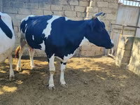 Kuh, Russian Black pied cattle — Foto 1