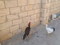 Chickens — फ़ोटो 4
