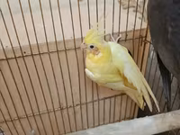 Qefessiz 60anat Nimfa (Cockatiel) cütü Məhsulun tərkibi: - 2 ədəd — الصورة 2