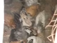 Chickens — फ़ोटो 3