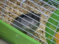 Hamster və tam avadanlıqlı qəfəs dəsti Məhsulun tərkibi: - Kiçik — फ़ोटो 1