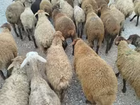 Schaf, Schafe — Foto 1