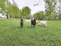 Ziege, Saanen goat — Foto 5