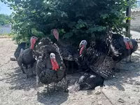Turkeys — foto 2