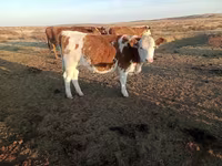 Kuh, Simmental cattle — Foto 2