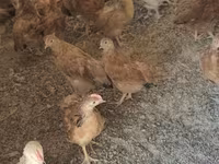 Chickens — फ़ोटो 7