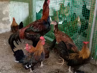Japanisches Bantam — Foto 3