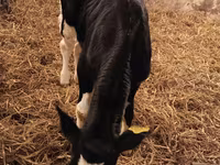 Buqa, Russian Black pied cattle — 5-rasm