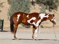 Hengst, American paint horse — Foto 8