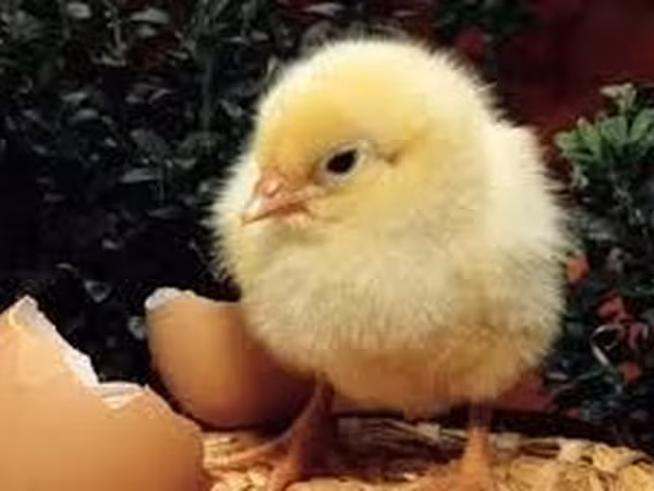 Chickens