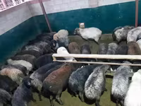 كبش, الأغنام — الصورة 2