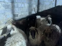 Ram, Sheep — photo 2