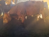 Бик, Simmental cattle — фото 2