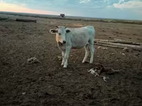Vaca, Vaca kazaja de cabeza blanca — foto 3