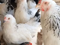 براهما — الصورة 7