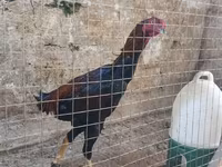 Chickens — 7-сурет
