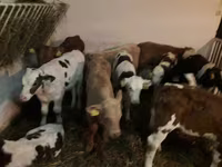 Toro, Simmental cattle — foto 2