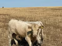 Bulle, Swiss cattle — Foto 2