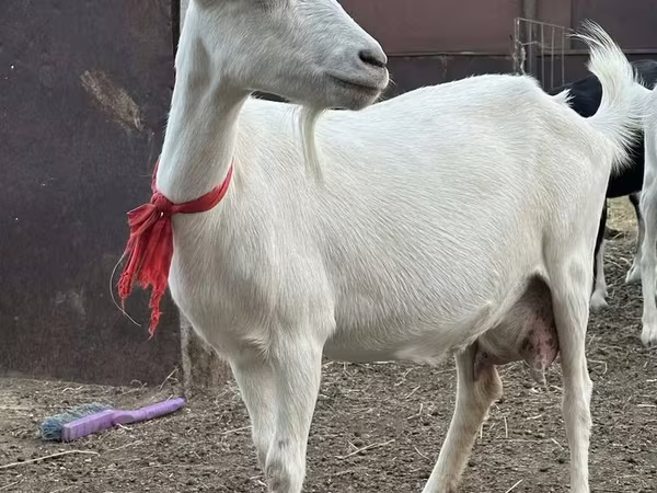 Ziege, Saanen goat