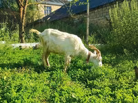 Echki, Saanen goat — 2-rasm