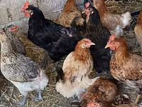 Chickens — फ़ोटो 3