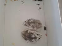 Cırtdan hamsterlər və tam dəst qəfəs satilir Sevimli və mehriban — الصورة 4