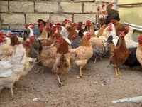 Chickens — الصورة 8
