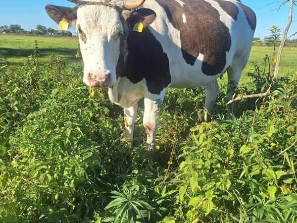 بقرة, Russian Black pied cattle