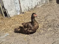 ईस्ट इंडी — फ़ोटो 4