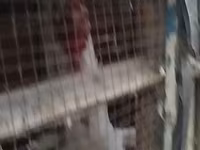 Chickens — फ़ोटो 4