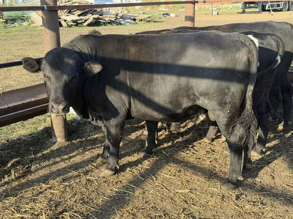 Bulle, Aberdeen-Angus