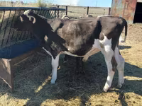 Bulle, Russian Black pied cattle — Foto 1