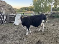 Kuh, Russian Black pied cattle — Foto 2