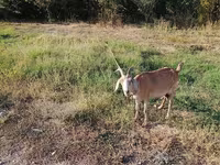 عنزة, Nubian Goat — الصورة 6