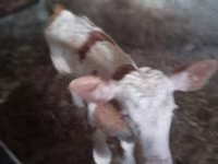 Bulle, Simmental cattle — Foto 5