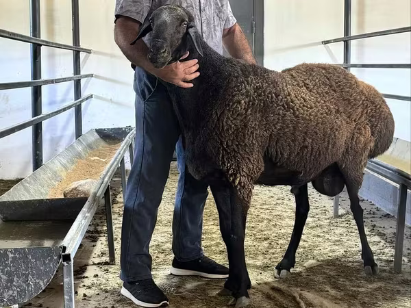 公羊, Hissar sheep