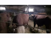 公牛, Cattle — 照片 2