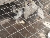 Chickens — 7-rasm