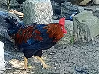 Chickens — Foto 6