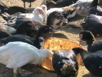 Ducks — 1-сурет