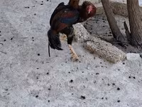 Chickens — Foto 5