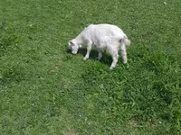 Cabro, Cabras — foto 1