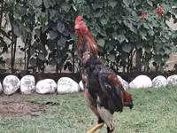 Chickens — Foto 4