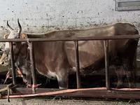 Kuh, Latvian Blue cattle — Foto 2